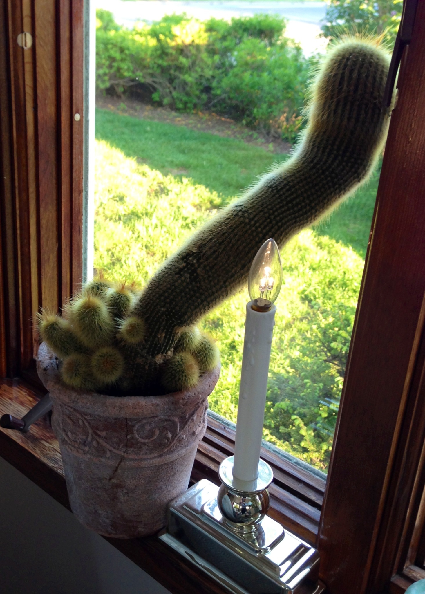 Cactus Porno 6